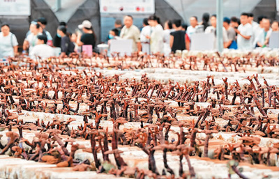 延边州林下灵芝种植标准化示范区_吉林敖东的灵芝孢子粉哪里有卖_吉林省道地药材质量标准