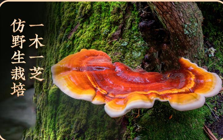 灵芝破壁孢子粉哪个牌子好_吉林敖东的灵芝孢子粉哪里有卖_十大高品质灵芝孢子粉品牌推荐