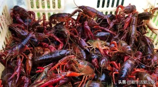 养殖小龙虾赚钱_干什么赚钱?_农村养殖创业