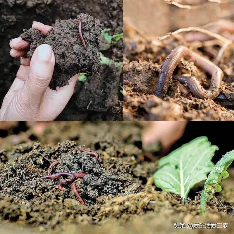 养殖小龙虾赚钱_干什么赚钱?_农村养殖创业