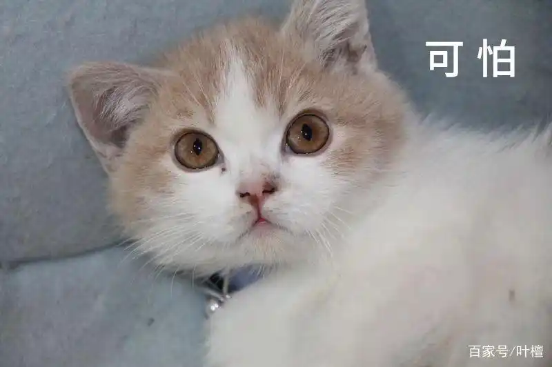 盐湖股份估值_盐湖钾肥破产重组债权人亏惨了不同意方案_盐湖股份连续两年净利润为负值变成ST盐湖